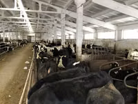 Cow, Yaroslavl cattle — photo 7