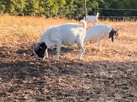 Goat, Boer goat — photo 7