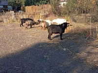 Billy Goat, Goats — photo 5