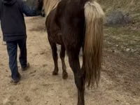 Stute, Rocky Mountain Horse — Foto 5