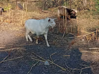 Billy Goat, Goats — photo 2