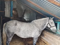 Mare, Ukrainian Riding Horse — photo 1