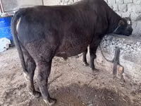 Ng'ombe jike, Banda la Holstein — picha 2