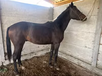 Mare, Friesian sport horse — photo 2