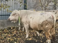 Toro, Charolais cattle — foto 4