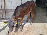 Ng'ombe (kikundi, jinsia haijatajwa), Simmental cattle — picha 4