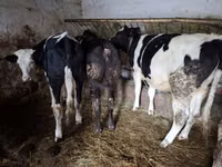 بقرة, Russian Black pied cattle — الصورة 8