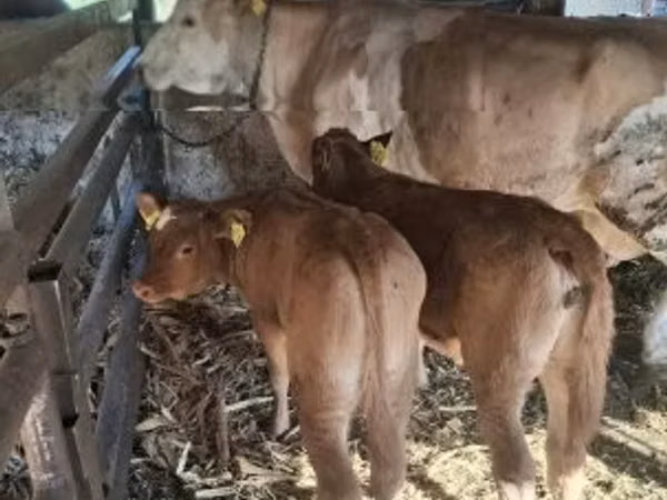 सांड, लिमोज़िन गाय