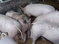 Säue, Schweine — Foto 1