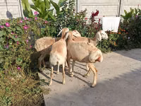 भेड़, भेड़ — फ़ोटो 1