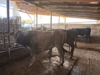 Vaca, Swiss cattle — foto 7
