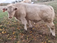 Toro, Charolais cattle — foto 1