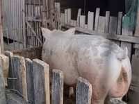 Eber, Schweine — Foto 1