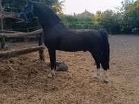 घोड़ा, Dutch warmblood horse — फ़ोटो 4