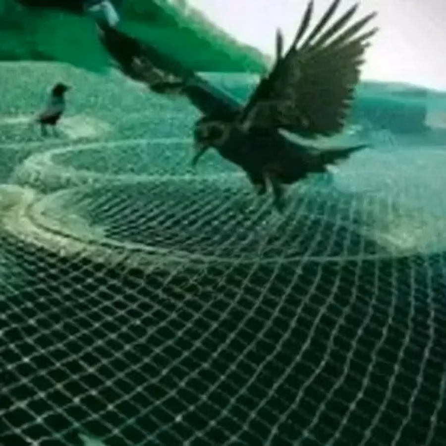 Predator Nets on Sale