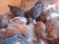 Chickens — الصورة 2