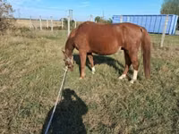 Caballo, Caballos — foto 8