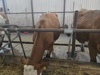 Ng'ombe jike, Simmental cattle — picha 1