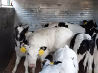 Ng'ombe (kikundi, jinsia haijatajwa), Russian Black pied cattle — picha 4