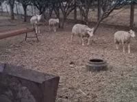 Dume la kondoo, Cerry Hill sheep — picha 5