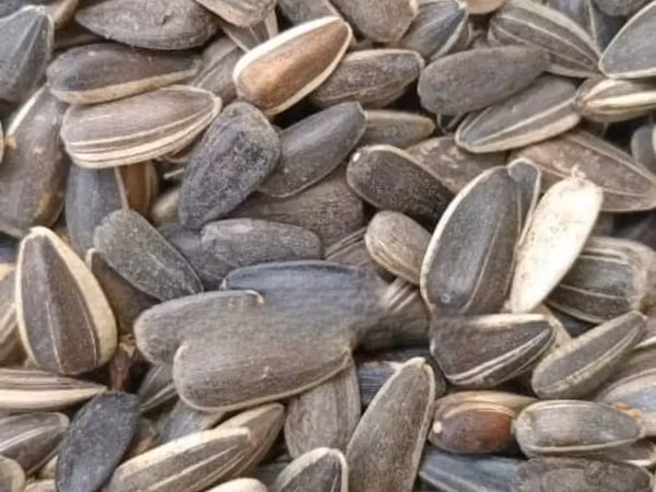 Sunflower Seeds Non Gmo