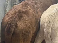 Rinder (Partie, Geschlecht nicht angegeben), Simmental cattle — Foto 2