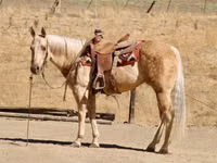Farasi jike, Quarter Horse — picha 5
