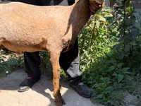 Kondoo jike, Jaidara sheep — picha 2
