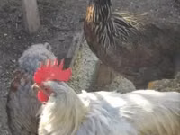 Chickens — picha 1