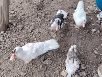 Ducks — Foto 1