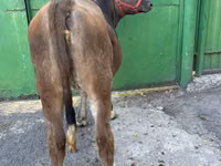 Ng'ombe jike, Swiss cattle — picha 2