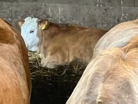 Cow, Hereford — photo 3
