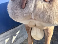 मेढ़ा, Arashan sheep — फ़ोटो 2