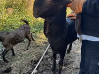 Goat, Kamori goats — photo 5