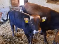 Bull, Brown Carpathian breed — photo 1
