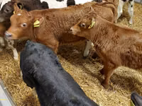 牛只（批次，未指定性别）, Cattle — 照片 7