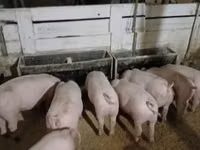公猪 — 照片 1