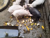 Boar, Pigs — photo 2