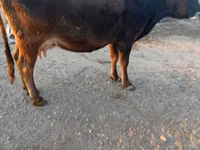 Ng'ombe jike, Simmental cattle — picha 3