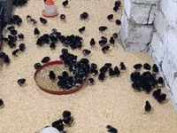 Chickens — Foto 2