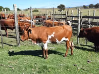 Ng'ombe jike, Nguni cattle — picha 8