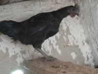आयम सेमानी — फ़ोटो 4