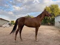 Stute, Canadian horse breed — Foto 1