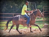 घोड़ी, Standardbred — फ़ोटो 7