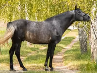 Caballo, Andalusian horse — foto 1