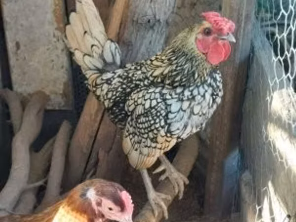 Сибрайт