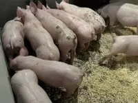 Pigs (batch, sex not specified) — photo 6