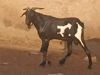 Mbuzi (kikundi, jinsia haijatajwa), Mbuzi — picha 2