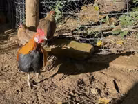Danish hen — picha 3