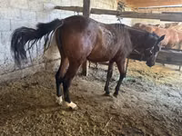 Mare, Horses — photo 1